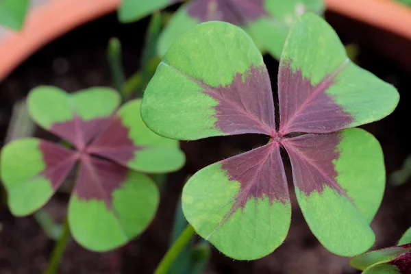Four leaved clover — Stock Photo, Image