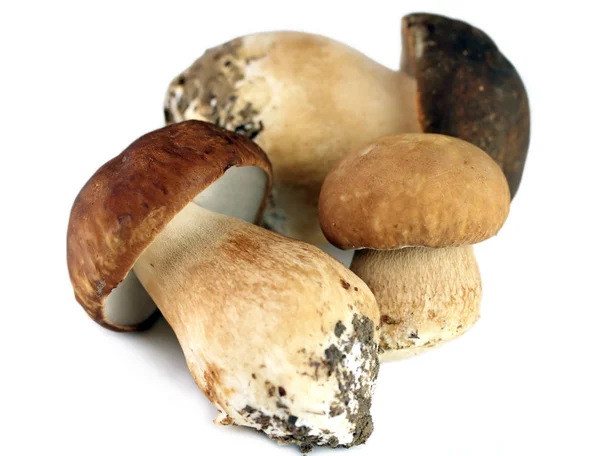 Porcini — Stockfoto