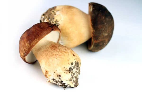 Twee porcini paddestoelen — Stockfoto