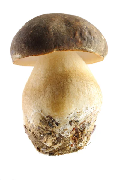 Cogumelo porcini — Fotografia de Stock