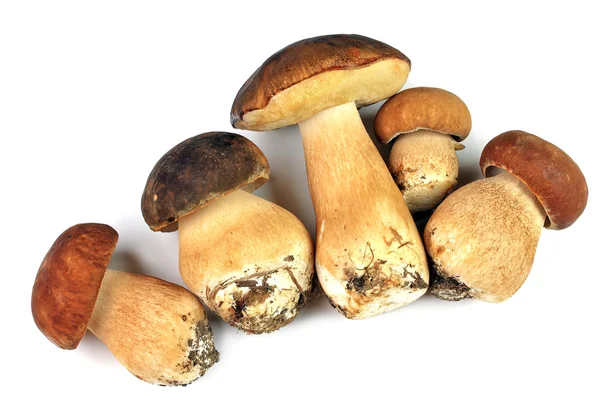 П'ять білих грибів гриби — стокове фото
