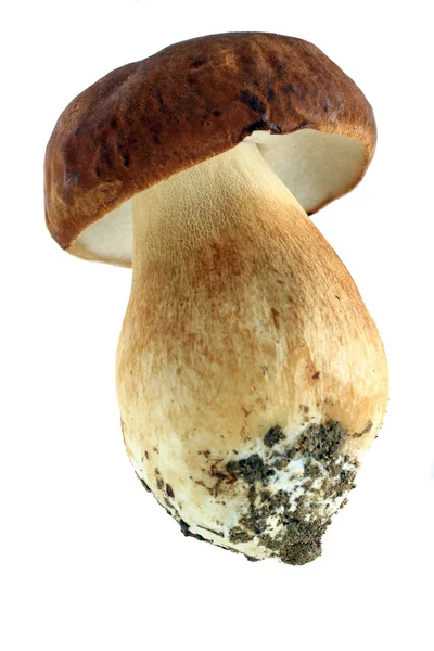Гриб білих грибів — стокове фото
