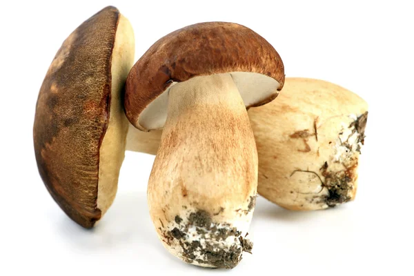 Two porcini mushrooms — Stock Photo, Image