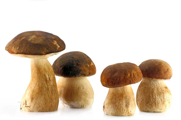 4 porcini 버섯 — 스톡 사진