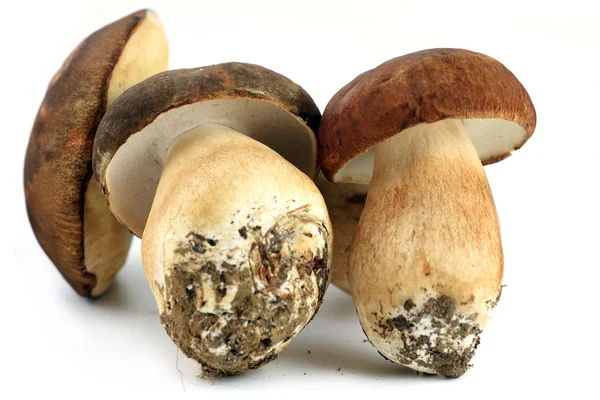 Three porcini mushrooms — Stock Photo, Image