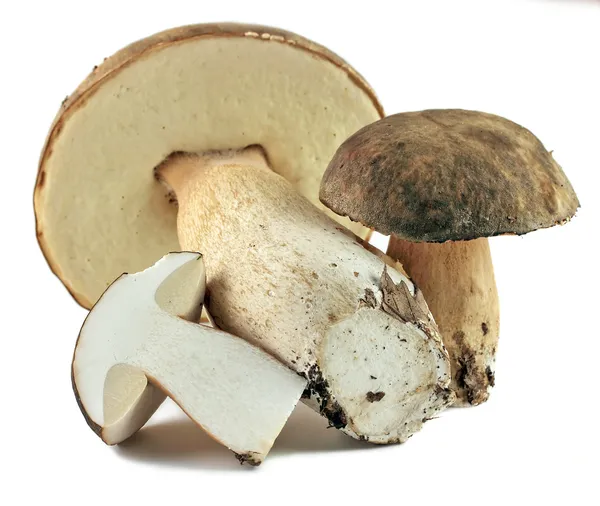 Porcini mantar