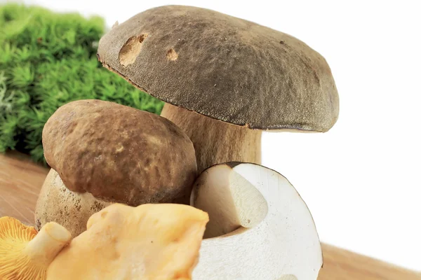 Porcini와 살구 버섯 — 스톡 사진