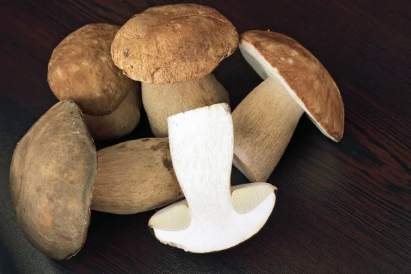 Гриби білих грибів — стокове фото