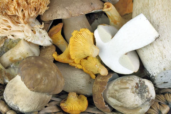 Porcini and Chanterelle mushrooms — Stock Photo, Image