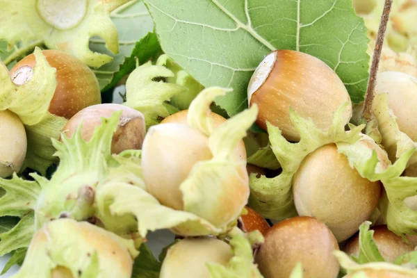 Hazelnuts — Stock Photo, Image