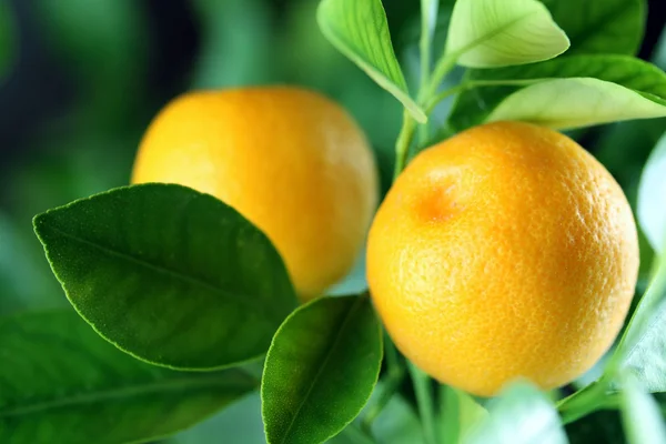 Naranjas frescas —  Fotos de Stock