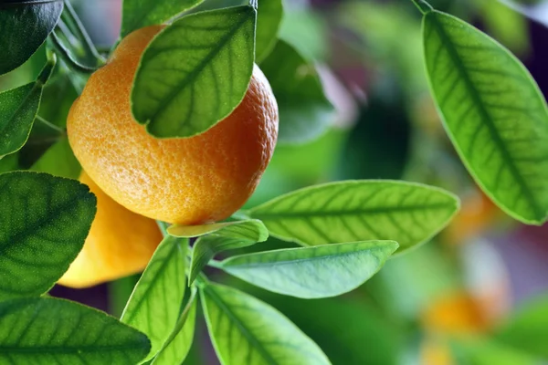 Verse sinaasappelen — Stockfoto