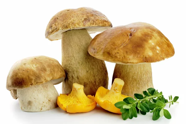 Porcini och chanterell champinjoner — Stockfoto