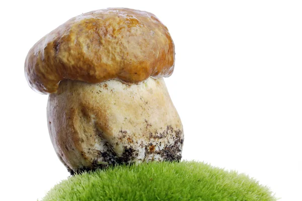 Porcini 버섯 — 스톡 사진