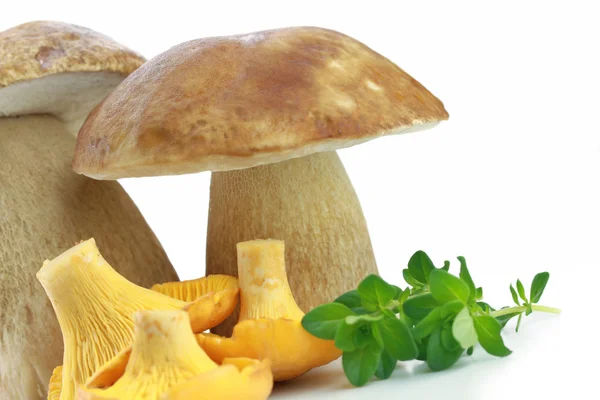 Обсмаженими білими грибами та Лисичка гриби — стокове фото
