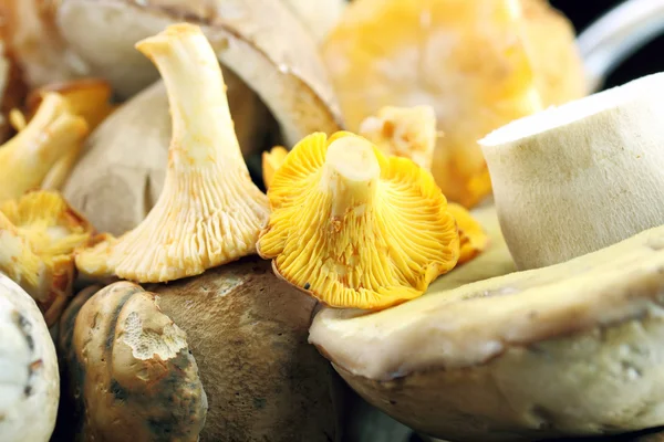 Wind mushrooms — Stock Photo, Image