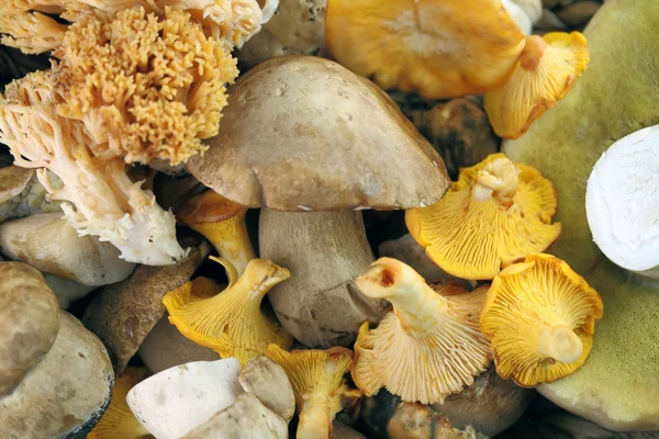 Wind mushrooms — Stock Photo, Image