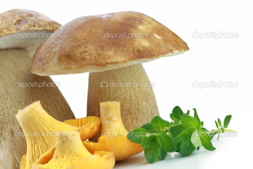 Porcini and Chanterelle Mushroom