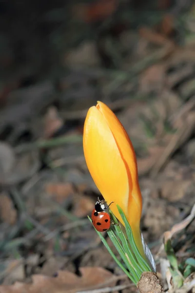 Crocus & Ladybug — Stock Photo, Image