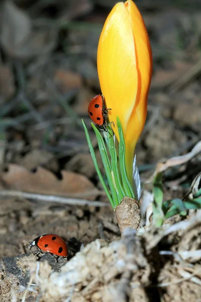 Crocus & Ladybugs — Stock Photo, Image