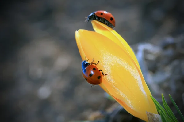 Crocus & Ladybugs — Stock Photo, Image