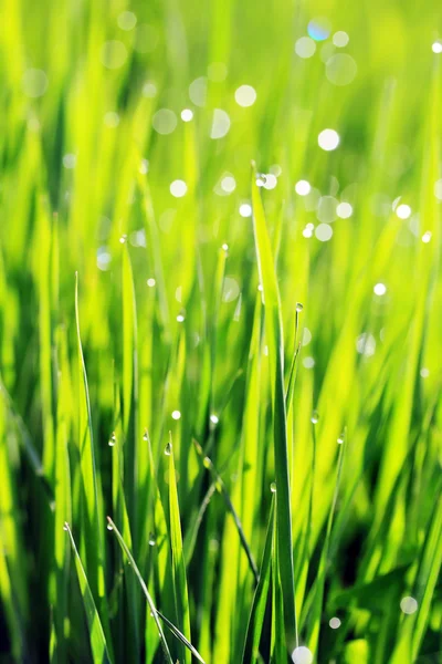 Dagg på grönt gräs — Stockfoto