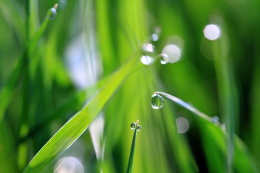 Yeşil çimlerin üzerindeki çiy tanesi