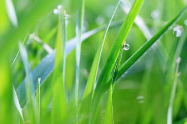 Yeşil çimlerin üzerindeki çiy tanesi