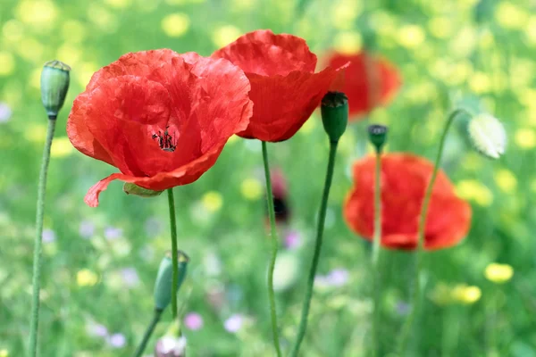 Close up of poppies — Stock Photo, Image