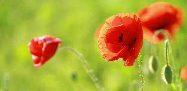 Close up of poppies — Stock Photo, Image