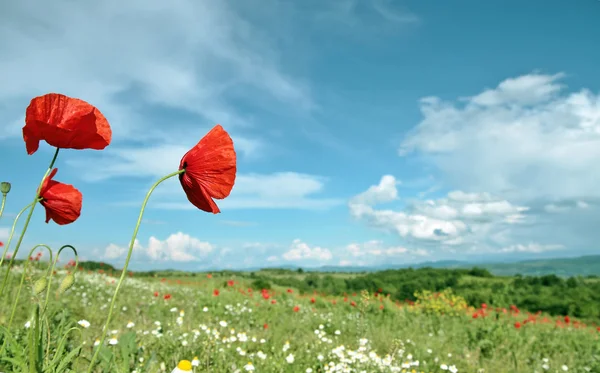 Poppy filed — Stock Photo, Image