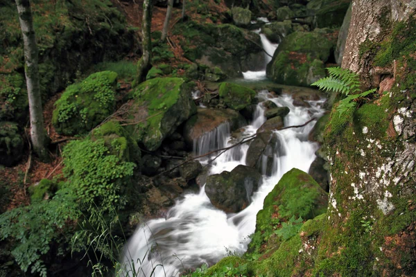 Bellezza della foresta selvaggia — Foto Stock