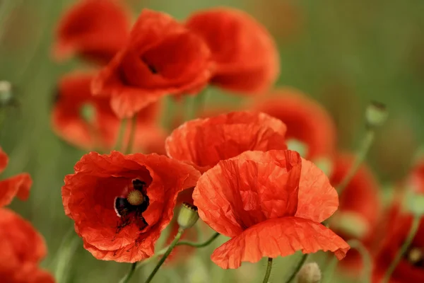 Close up of poppy — Stock Photo, Image