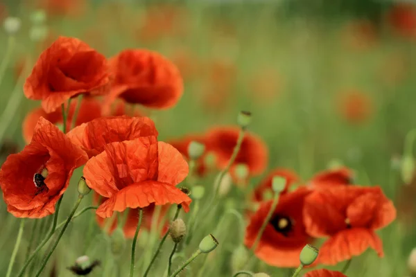 Poppy — Stock Photo, Image