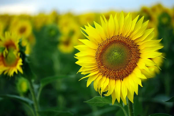 Sunflower — Stock Photo, Image