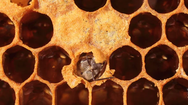 "Geburt "Biene — Stockfoto