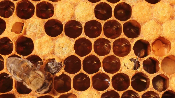 "Geburtsbienen — Stockfoto