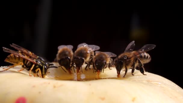 꿀벌 Dines — 비디오