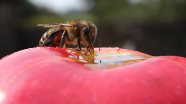 Bee dines — Stockvideo