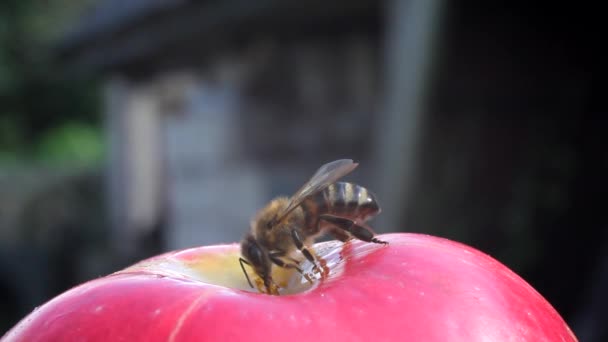 Bienenfresser — Stockvideo