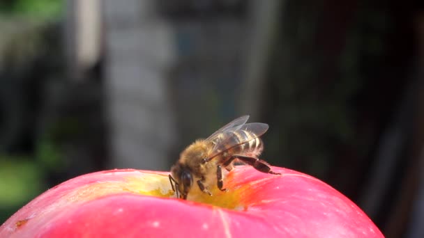 Пчела обедает — стоковое видео