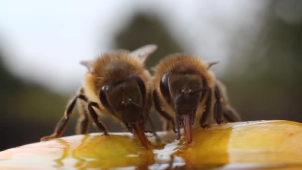 Пчелы обедают — стоковое видео