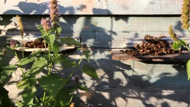 Aktive Arbeit der Bienen — Stockvideo