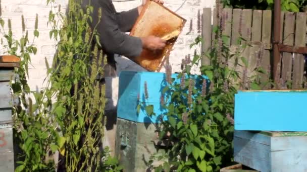 Utgrävning av ramen för pumpning av honung — Stockvideo