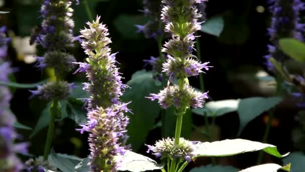 Рабочая пчела на цветы — стоковое видео