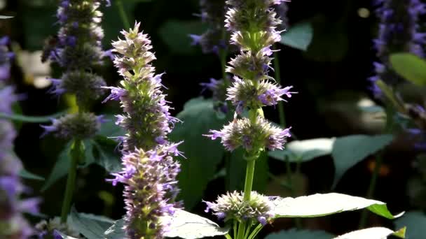 Trabajar abeja en flores — Vídeo de stock