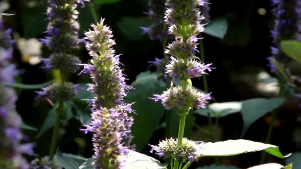 Робота бджоли на квітах — стокове відео