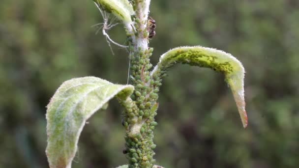 Aphids "지기" 어린 나뭇가지. — 비디오