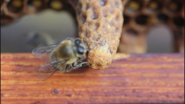 Nacimiento de abejas reina — Vídeos de Stock