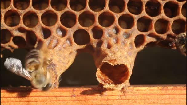 Nacimiento de abejas reina — Vídeos de Stock